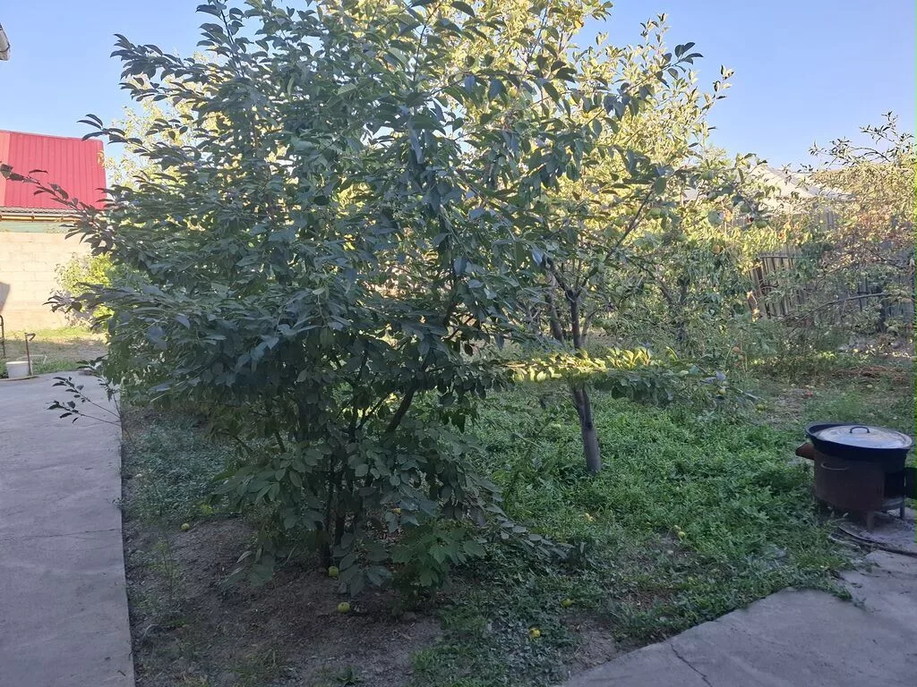 Продаётся дом с двором и садом. - Планировка: отдельный жилой дом
