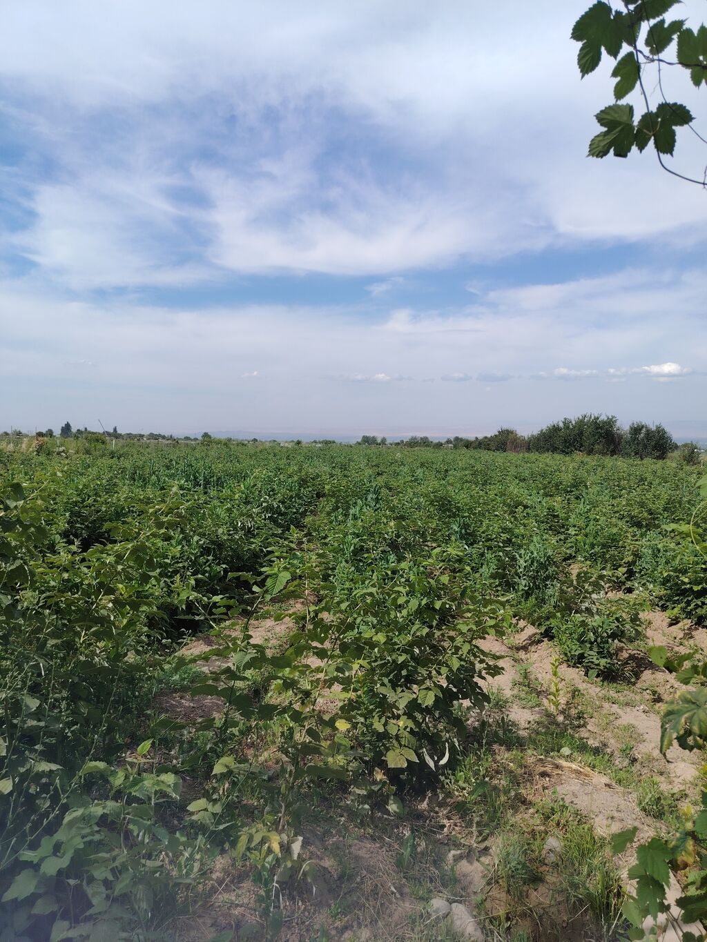 240 соток, Для сельского хозяйства, Договор купли-продажи
